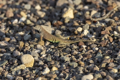 Male Earless Lizard Big Bend NP 2023